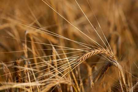 wheat demand global stockpiles tepid