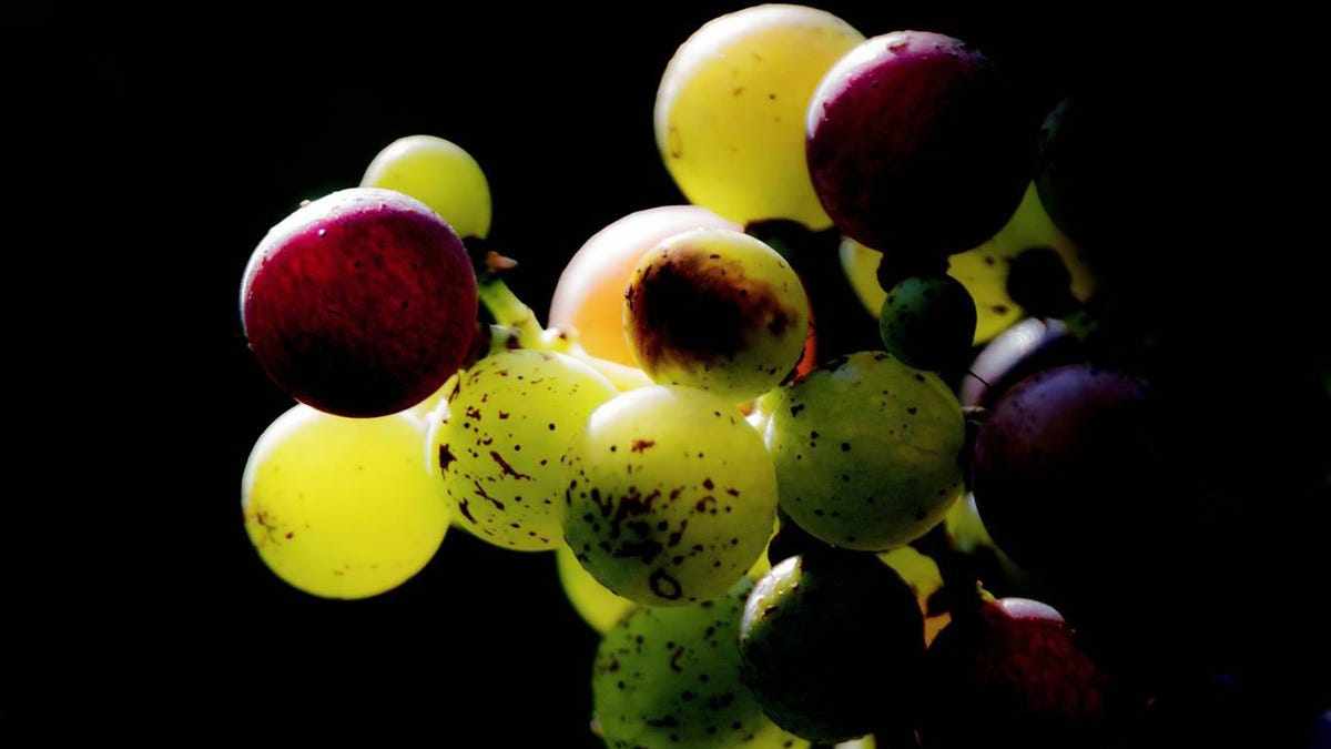 were, wines, france, italy, grapes, 