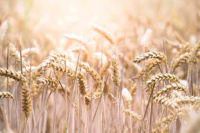 wheat,barley,tonnes,bids,also