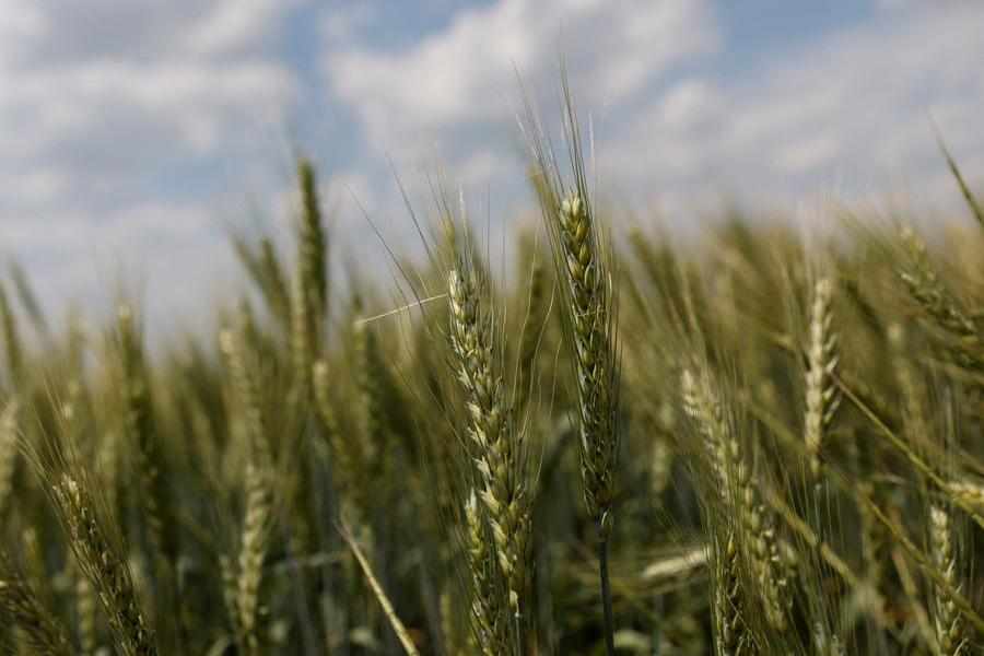 demand,wheat,chicago,improving,corn