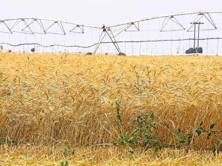 wheat,mafwr,harvesting,acres,dhofar