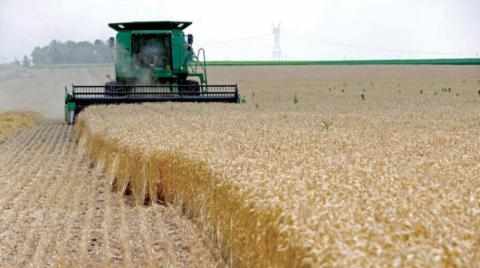 egypt,april,wheat,harvested,ukraine
