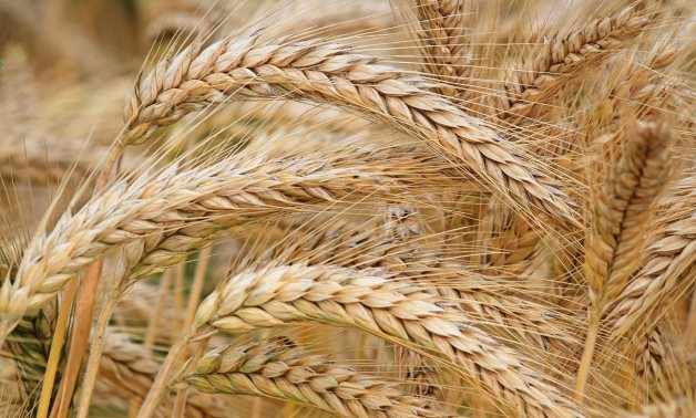 egypt,today,wheat,corn,self