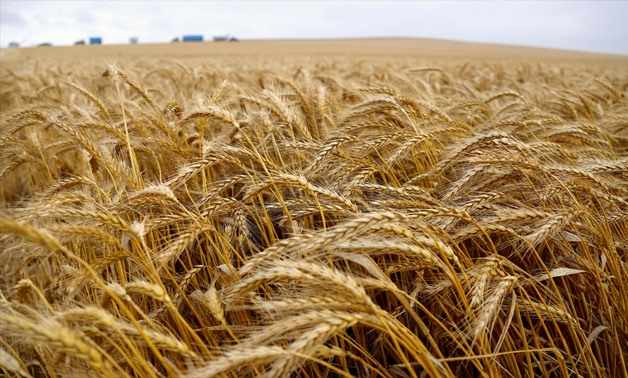 wheat feddans egypt farmers