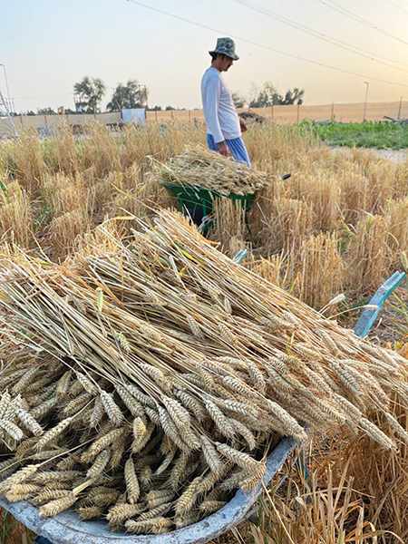 emirates,initiative,wheat,produce,tonnes